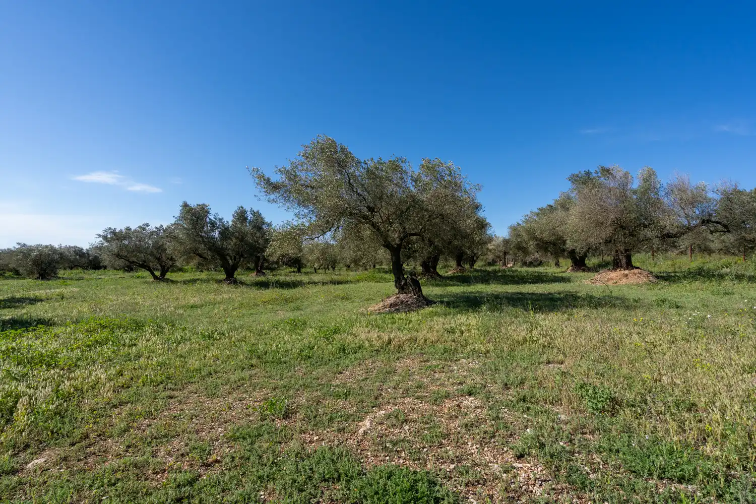 Terreno en venta en Rossell, Castellón