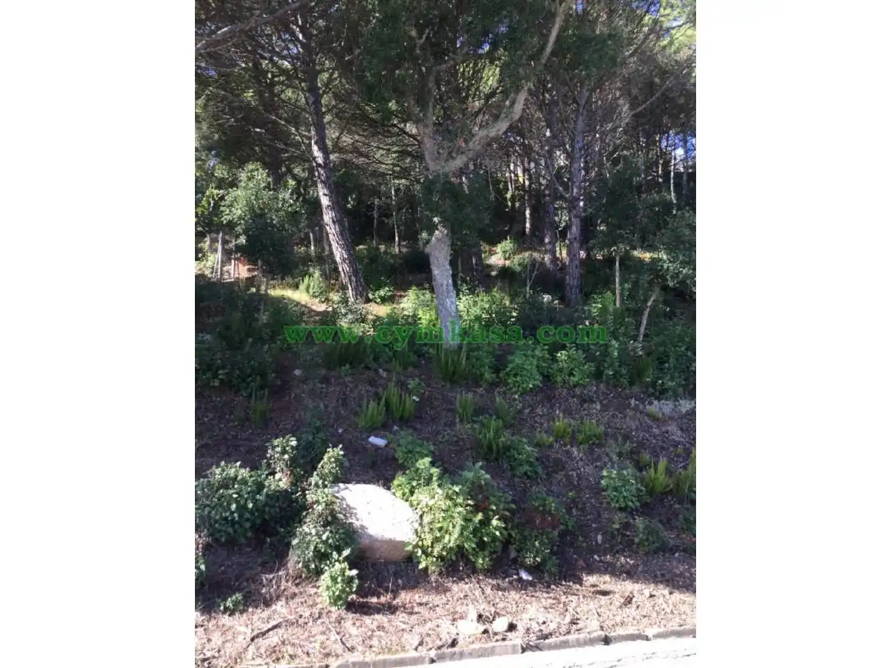 Terreny rústic en venda a Lloret Verd - Els Pinars, imagen 2