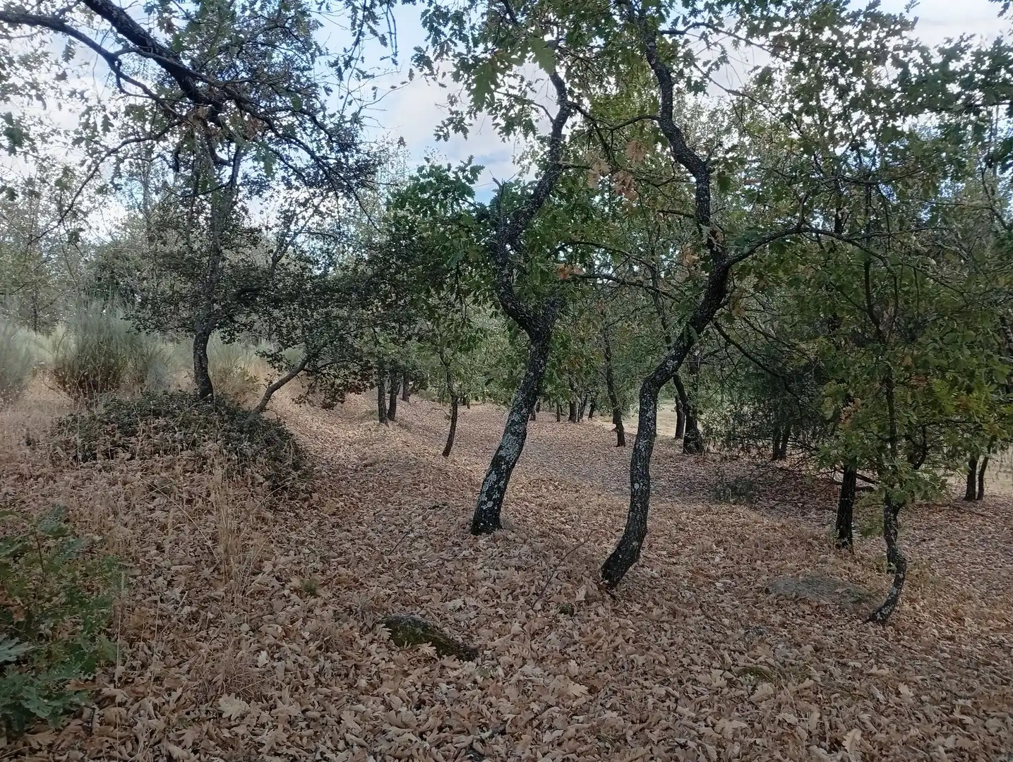 Terreni e lotti in vendita a Villanueva de la Vera, imagen 107