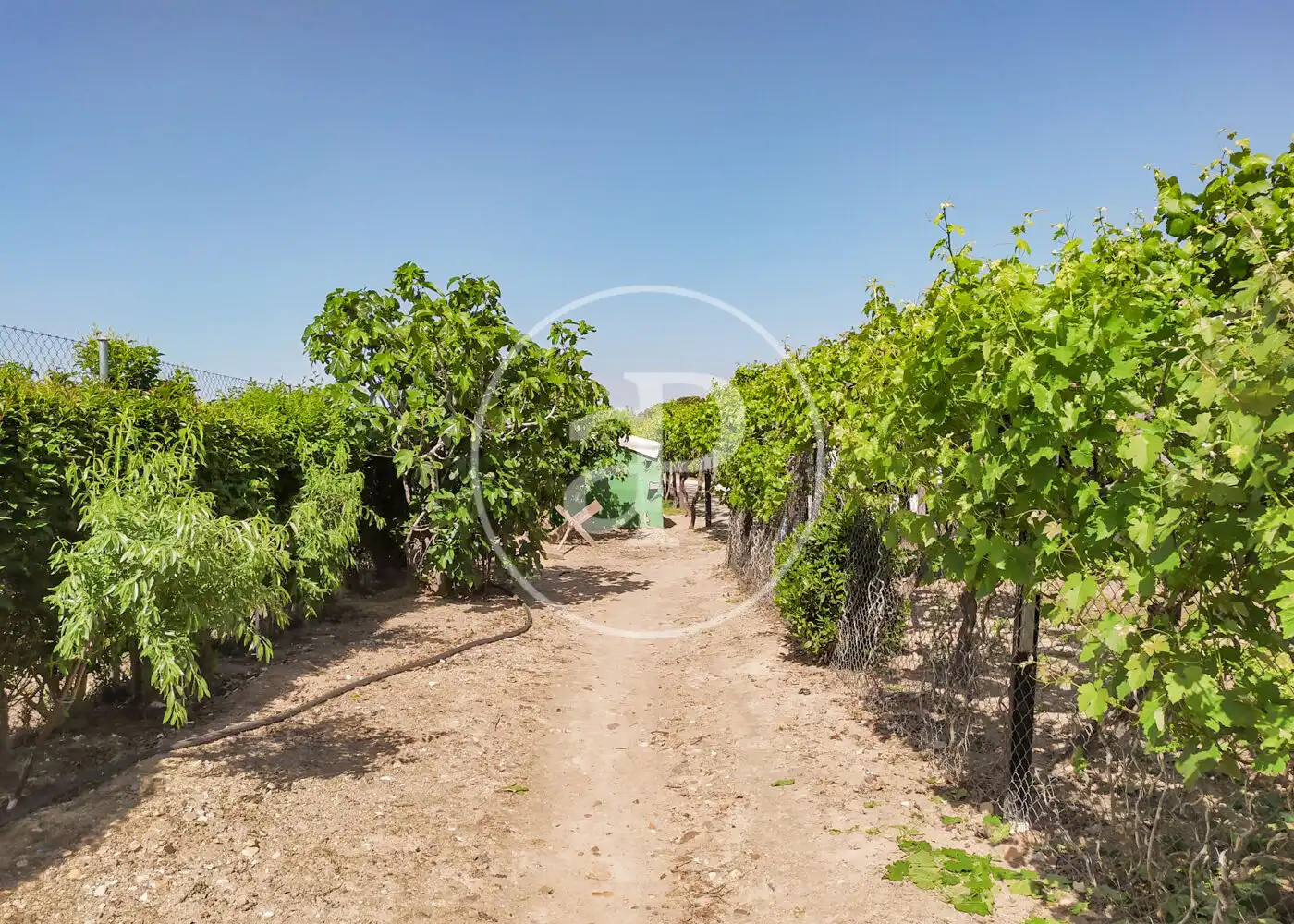 Vista exterior de Casa o xalet en venda en Fuente El Saz de Jarama amb Calefacció, Jardí privat i Terrassa