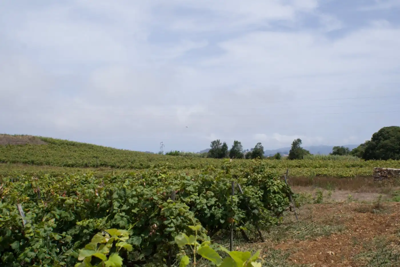 Terreny en venda en El Sauzal