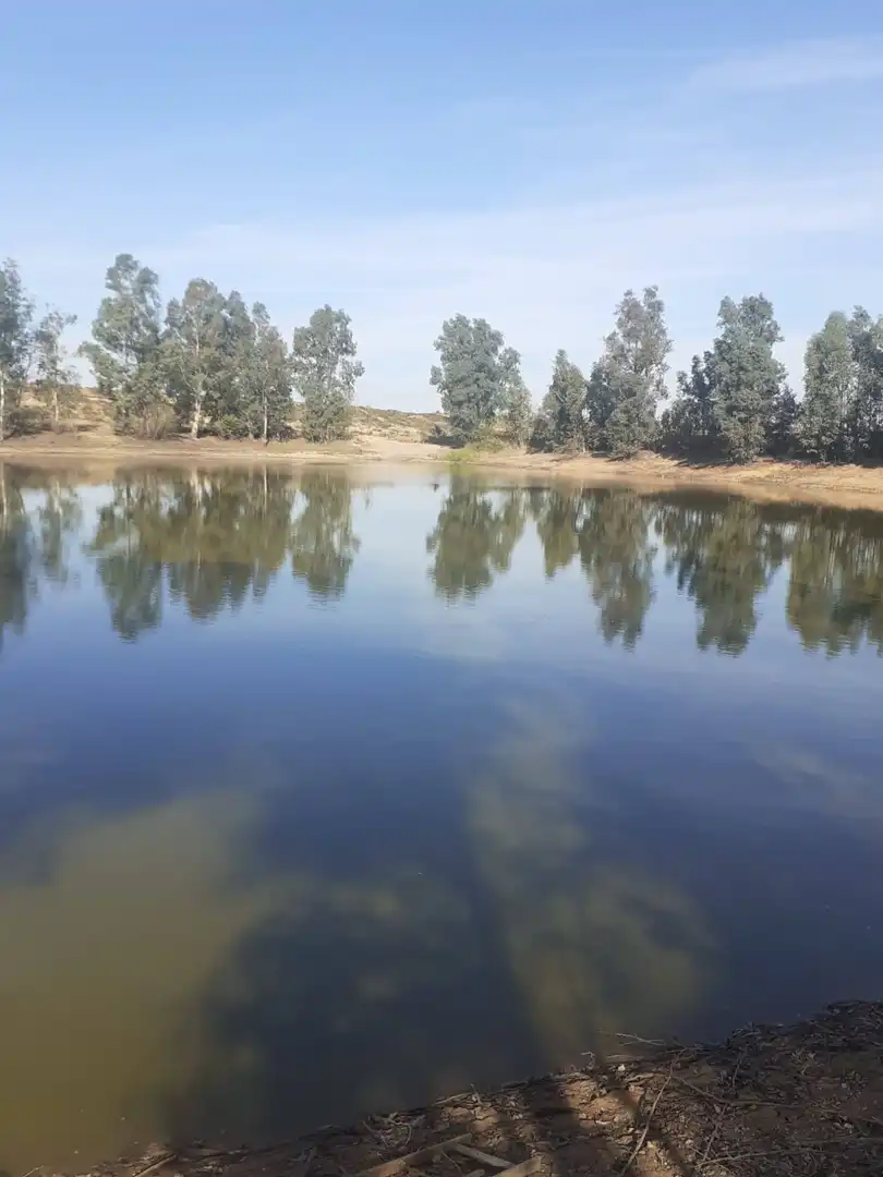 Terreno rústico en venta en La Palma del Condado