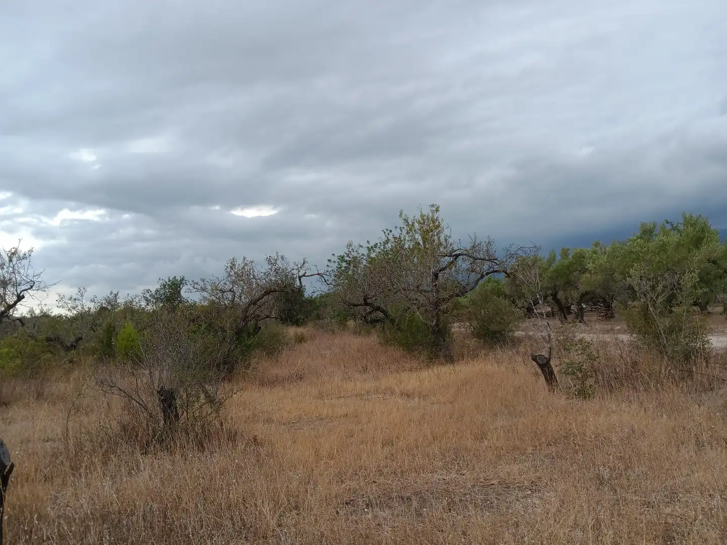 Lands and plots for sale in Roquetes, imagen 7