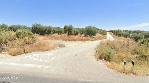 FINCA DE OLIVOS