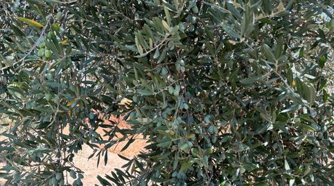 Photo 5 of Country house for sale in Alcolea,  Córdoba Capital