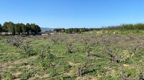 Venta parcela rustica en MontavernerValencia, imatge 3