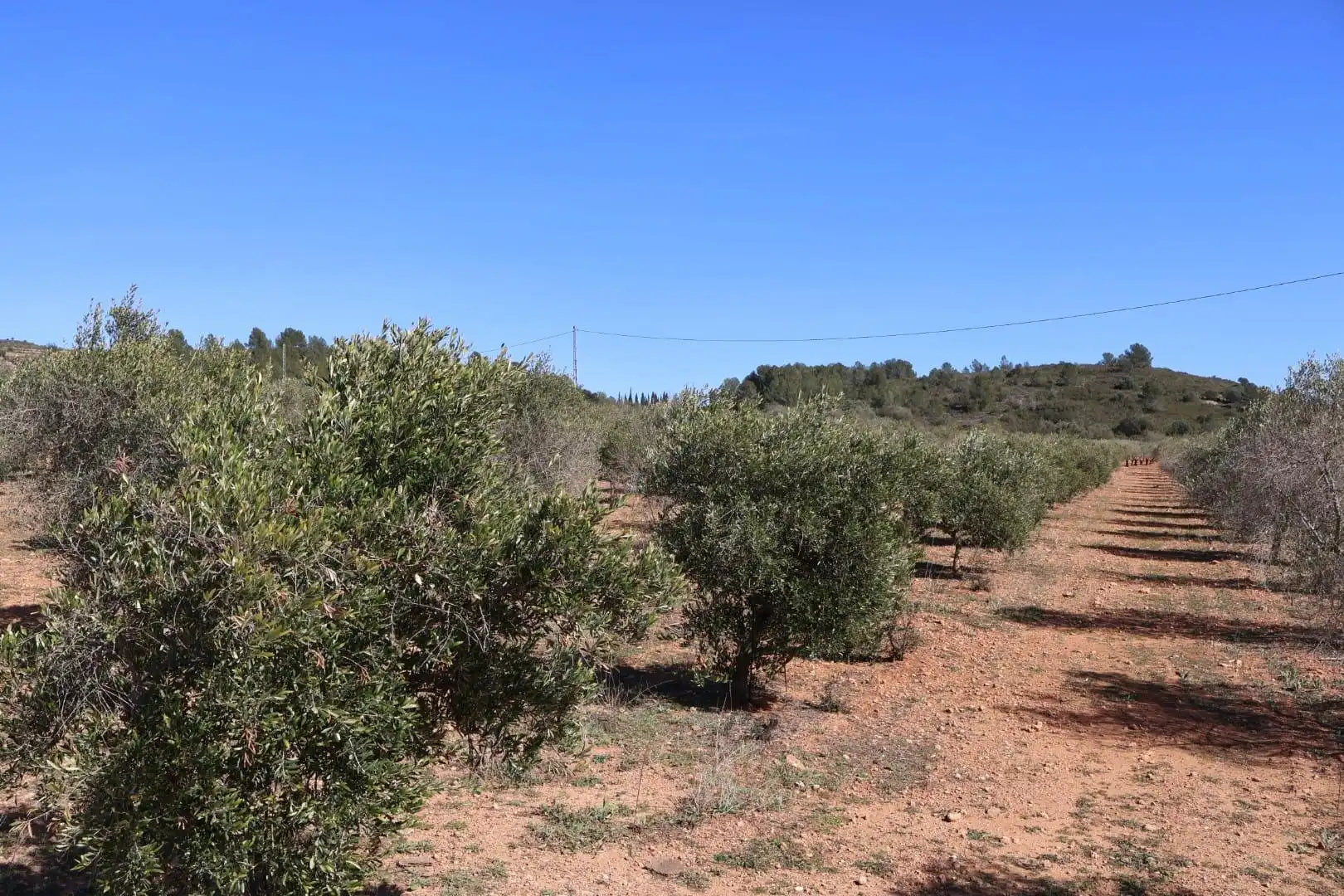 Terreno en venta en BARONA, Vall d'Alba