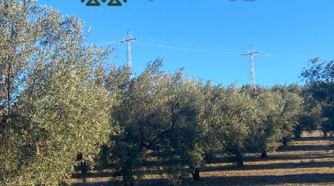 Finca en plena producción en Cabra, immagine 2