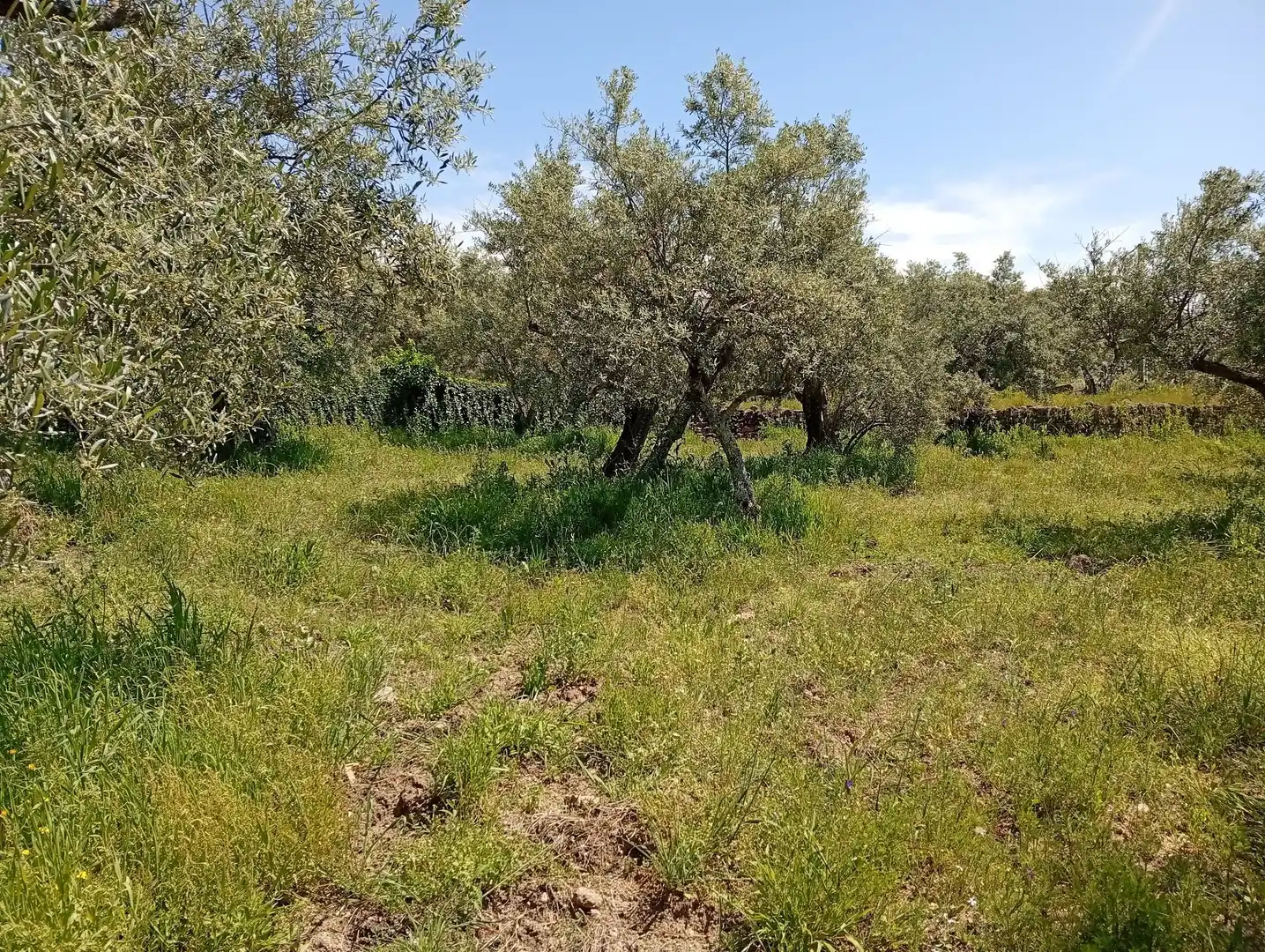 Terreni e lotti in vendita a Villanueva de la Vera, imagen 79