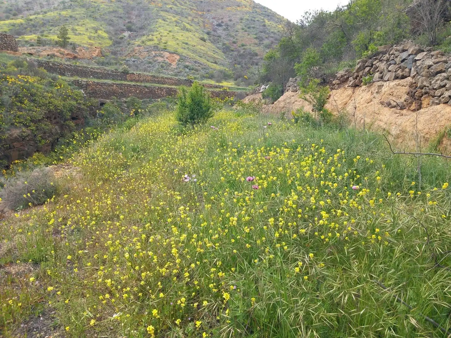 Jardín de Casa o chalet en venta en Vilaflor de Chasna con Jardín privado