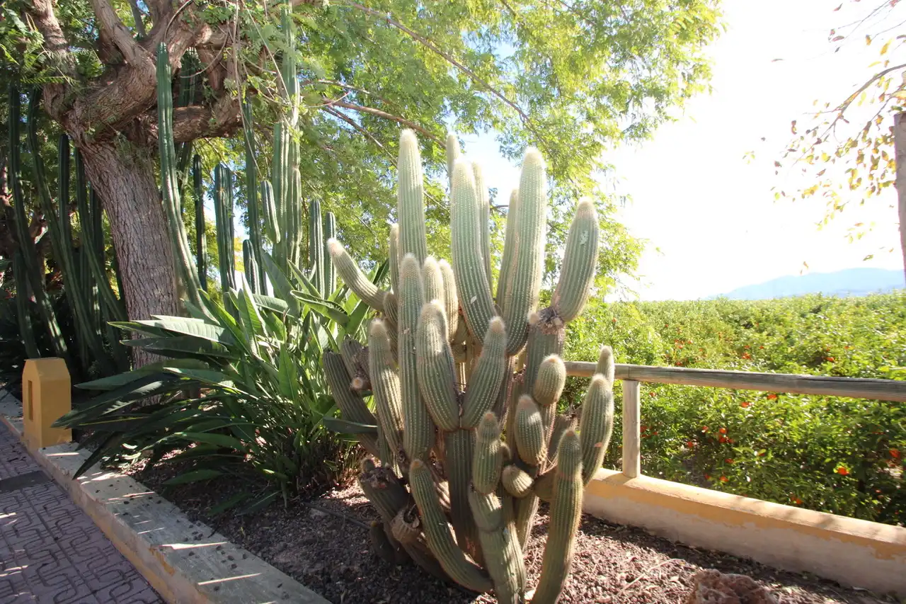 Jardí de Finca rústica en venda en Orihuela