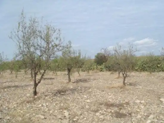 Terrain rustique à vendre à Huércal-Overa, imagen 5