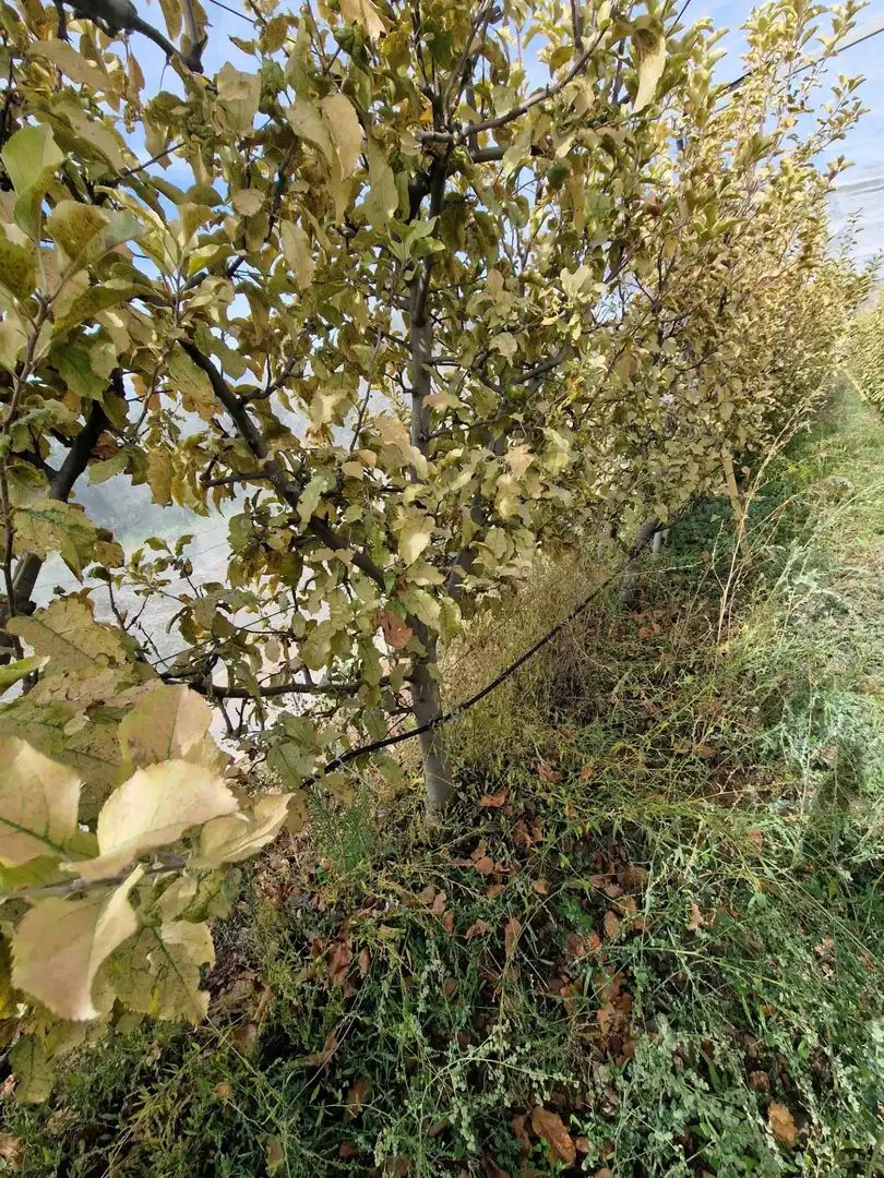 Maison rustique avec jardin à vendre à Cogollos de la Vega, imagen 33