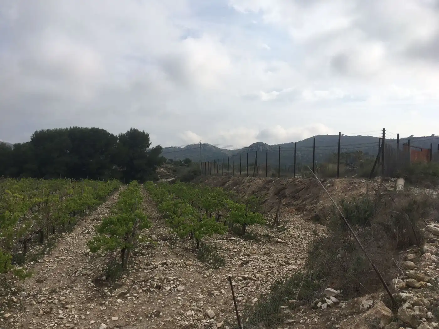 Residential land for sale in Novelda, imagen 9