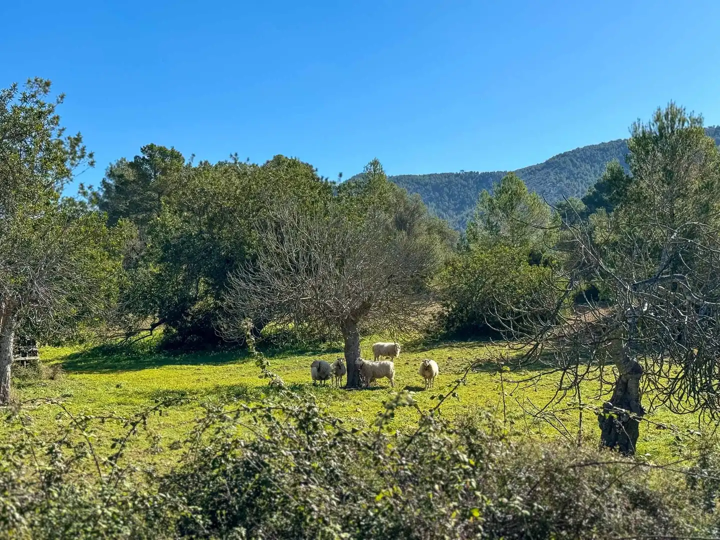 Country house with pool for sale in Calvià pueblo, imagen 85