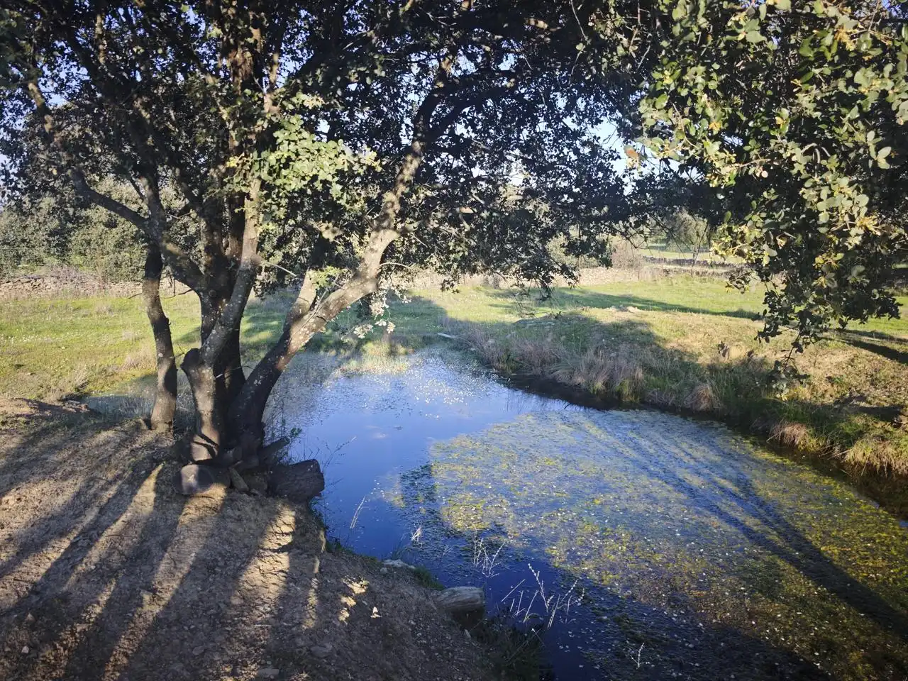 Jardín de Planta baja en venta en Plasencia