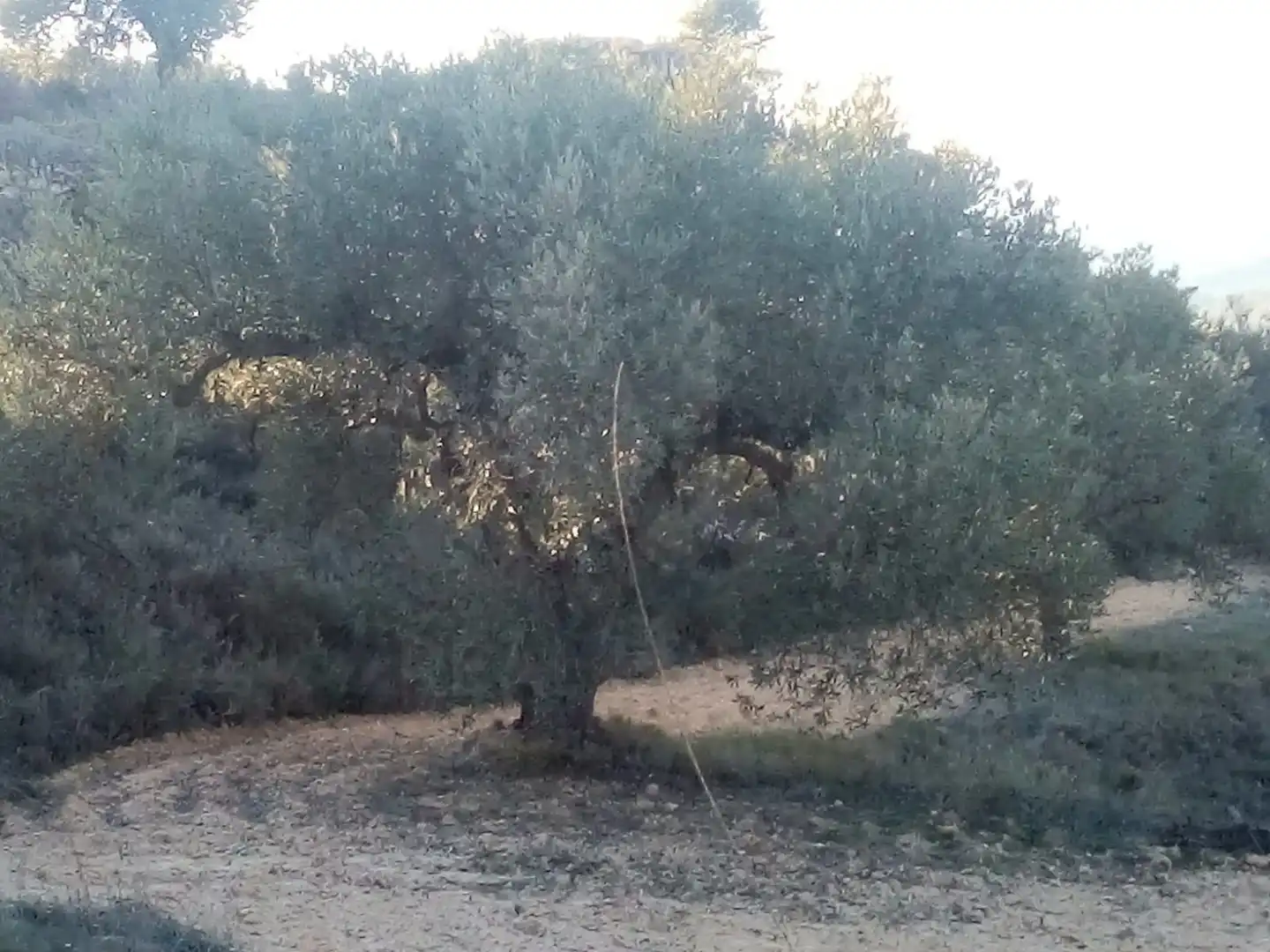 Terrain rustique à vendre à Riba-roja d'Ebre, imagen 7