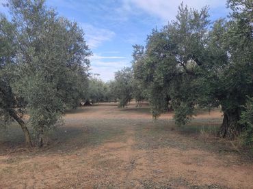 Terreno rustico in vendita a Calle TERMINO DE LUQUE