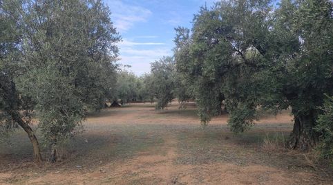 OLIVAR DE 60 FANEGAS ENTRE CABRA Y MONTURQUE