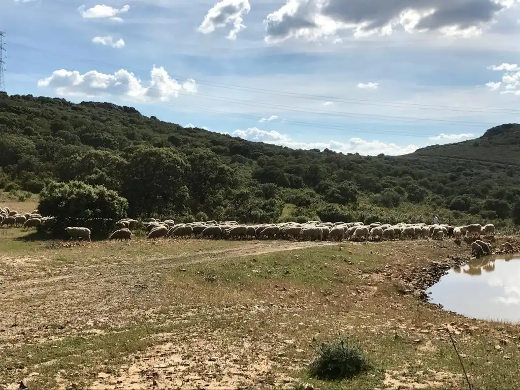 Casa rústica en venda a Almodóvar del Campo, imagen 9