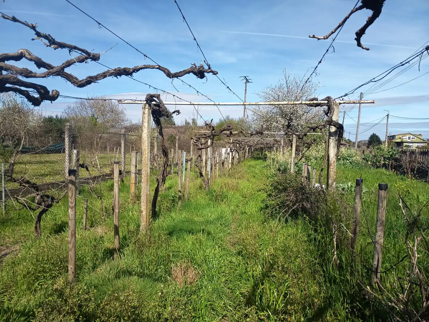 House with garden for sale in Monforte de Lemos, imagen 3
