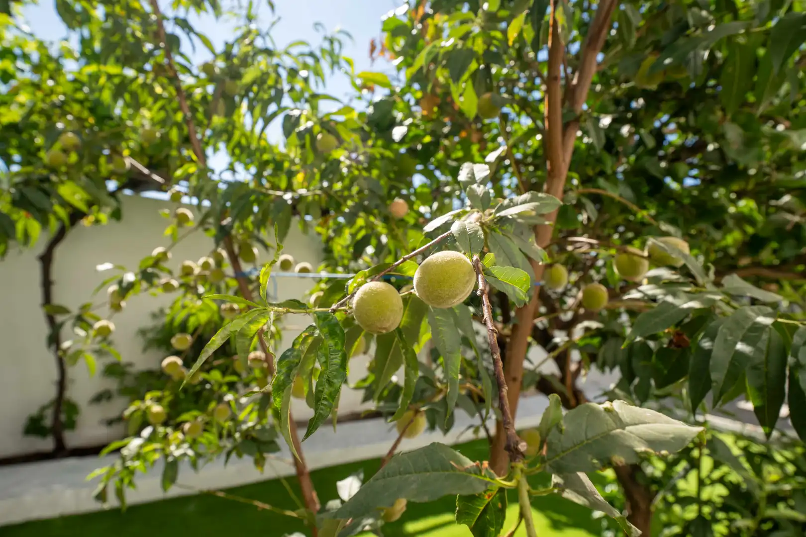 Jardí de Casa o xalet en venda en San Cristóbal de la Laguna amb Jardí privat, Terrassa i Moblat