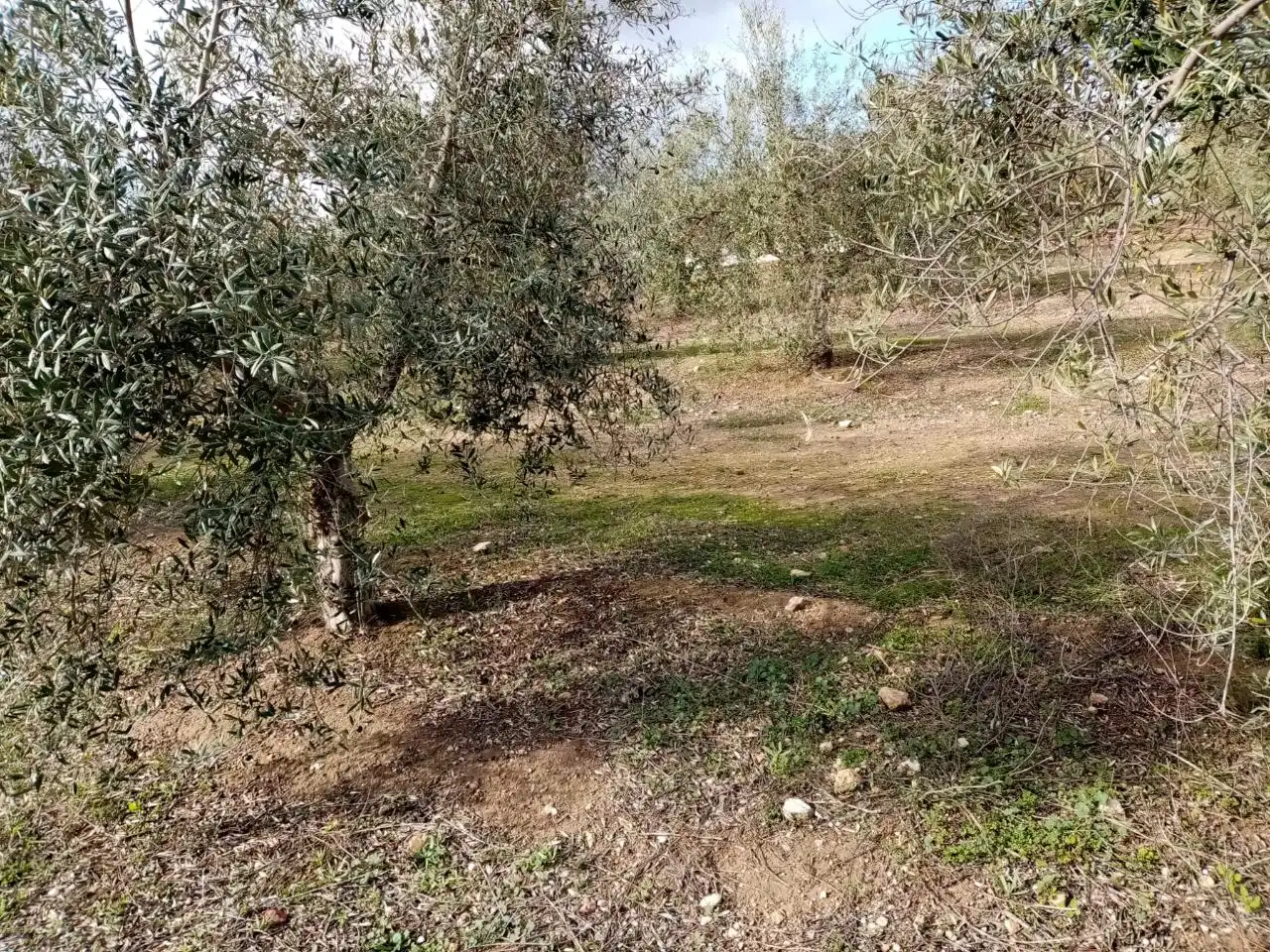 Rural land for sale in Arahal, imagen 9
