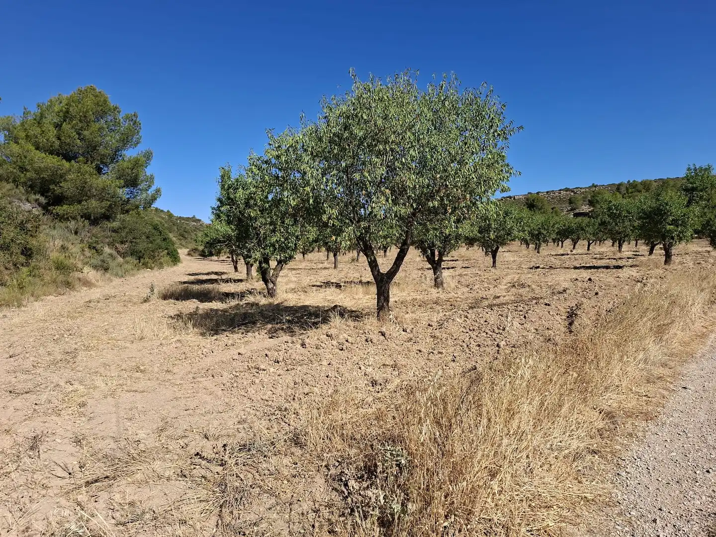Finca rústica en venta en Maella