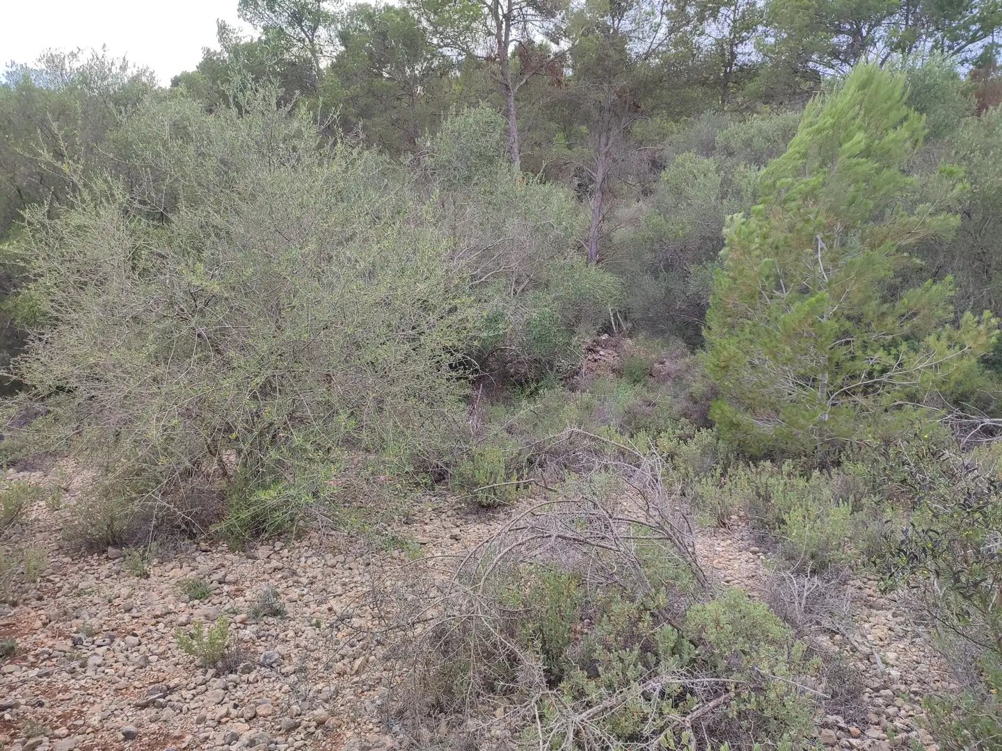 Terrain rustique à vendre à Sant Joan, imagen 5