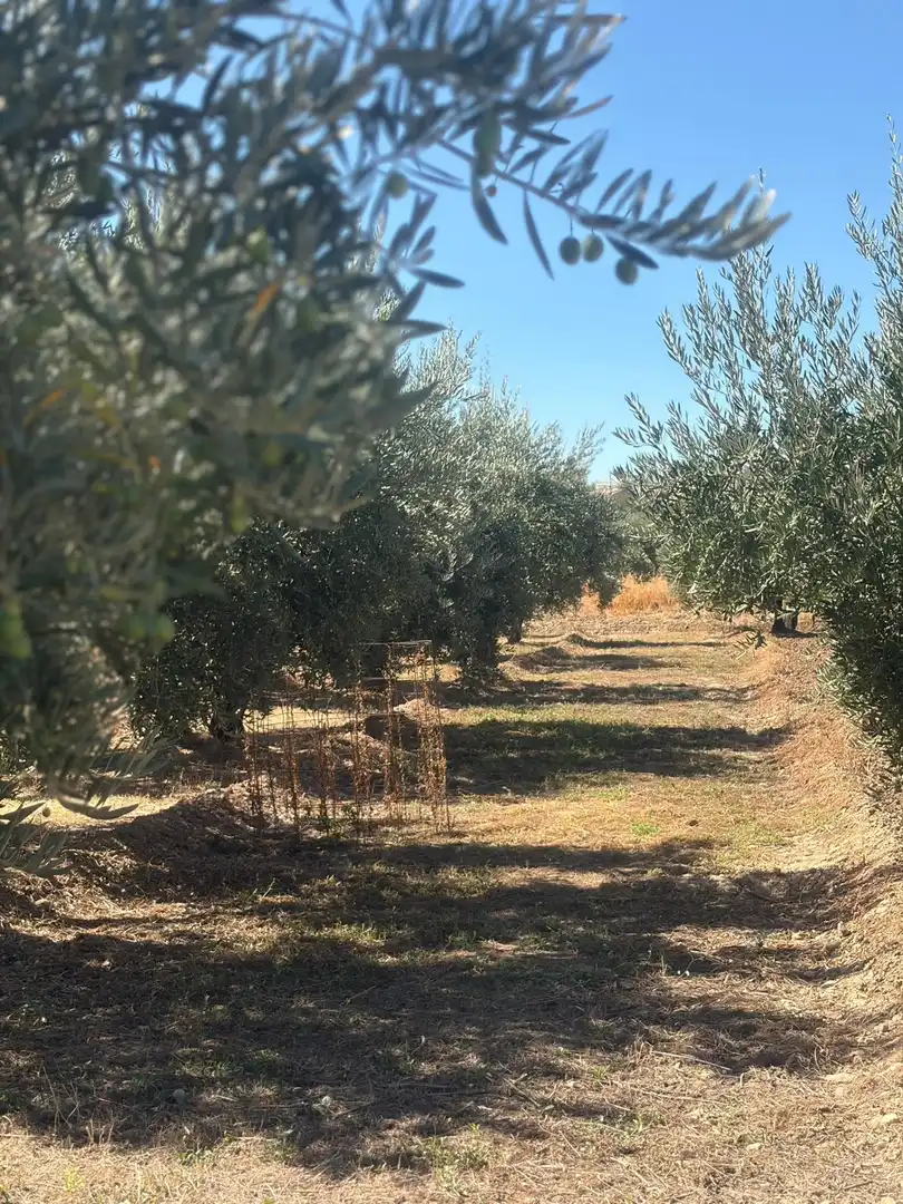 Rural land for sale in Villa de Otura, imagen 5