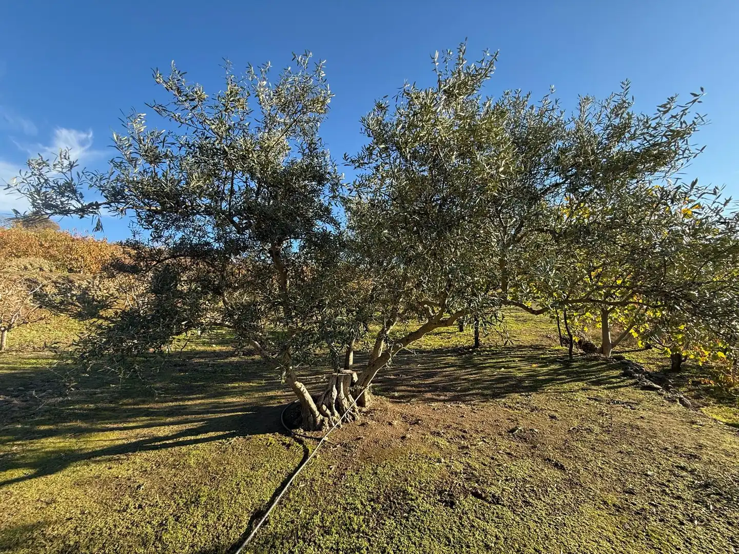 Land for sale in Arroyomolinos de la Vera