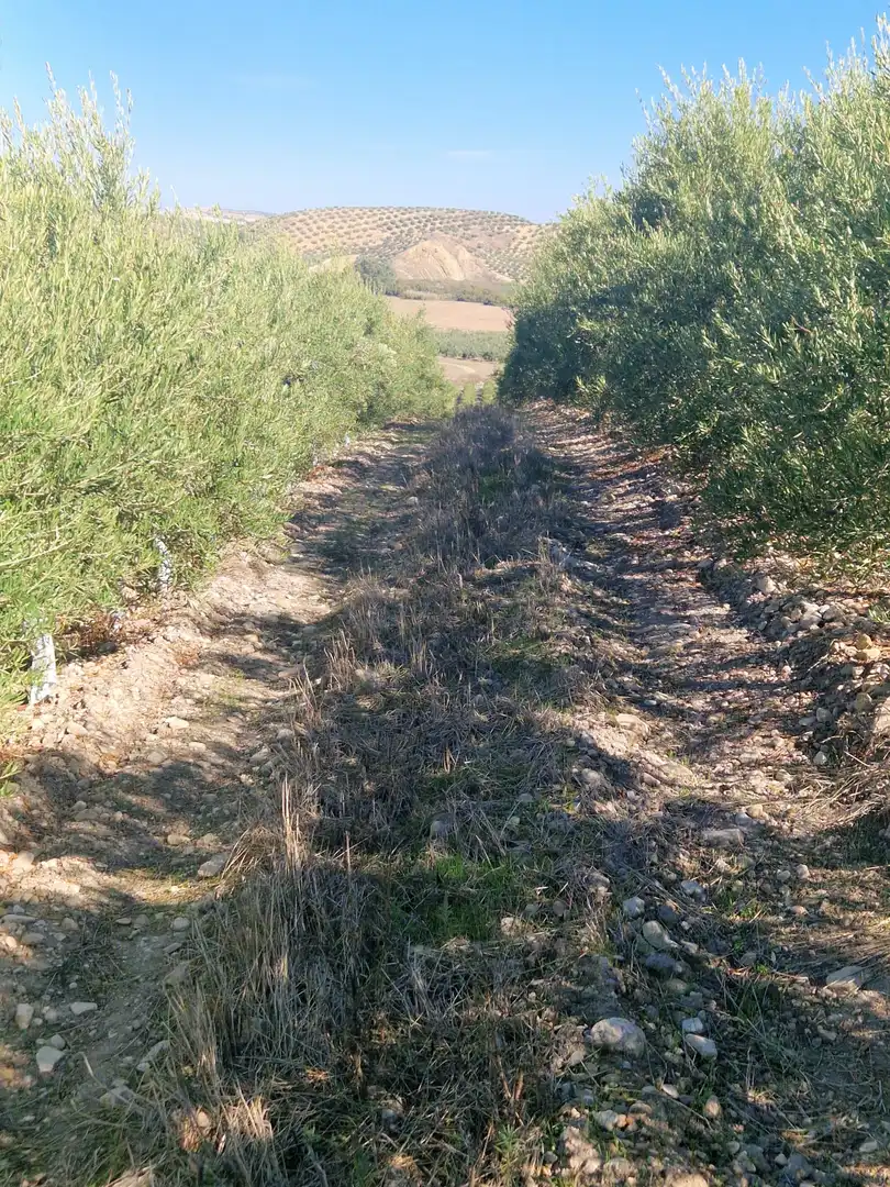 Grundstücke und Bauplätze zum Verkauf in Las Abejorras, imagen 5
