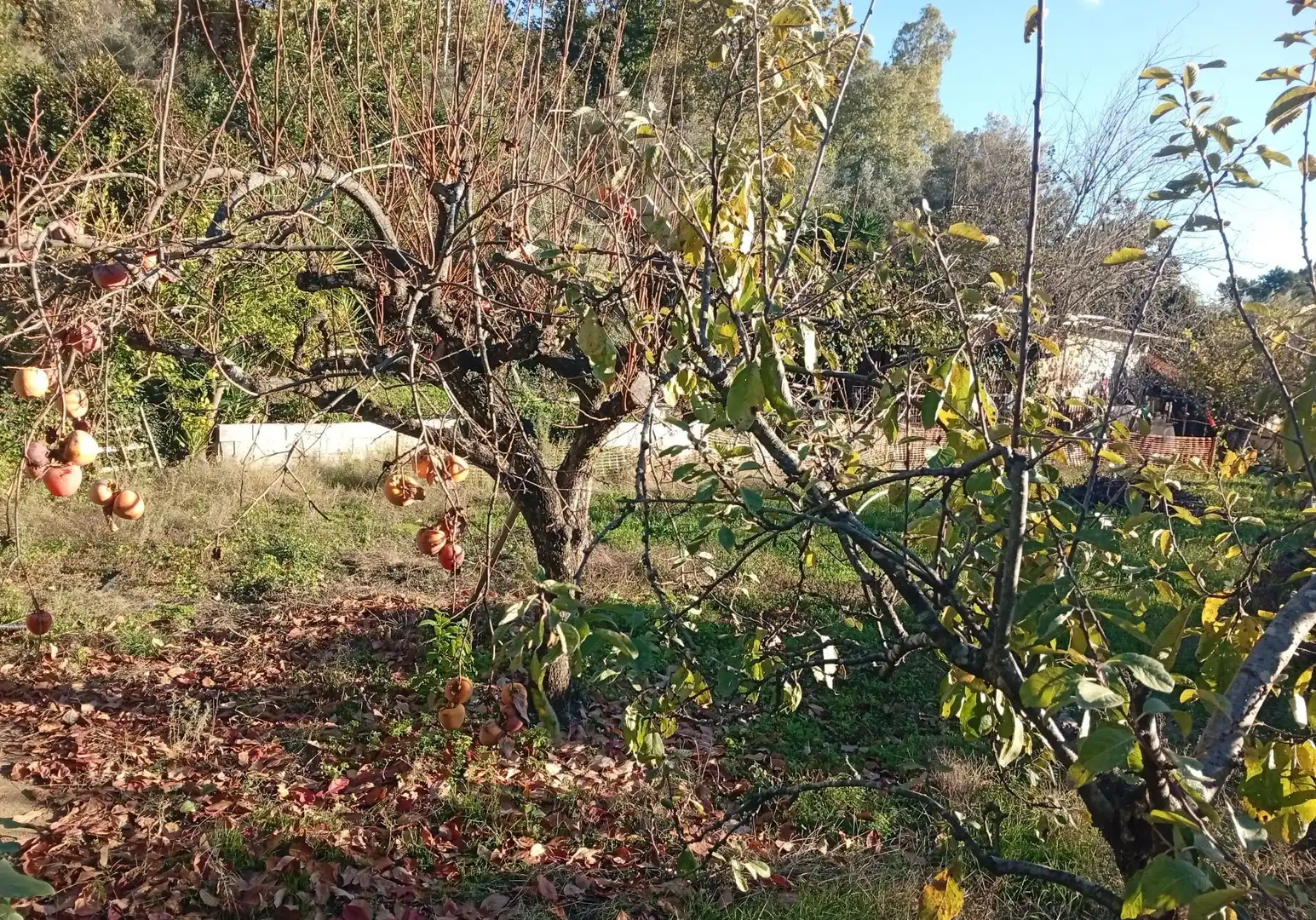 Terreni e lotti in vendita a Villanueva de la Vera, imagen 44