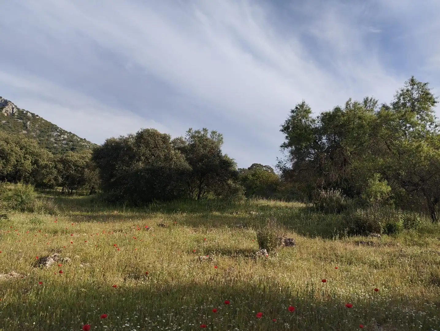 Terreno rustico in vendita a Calle Doña Mencía, imagen 17
