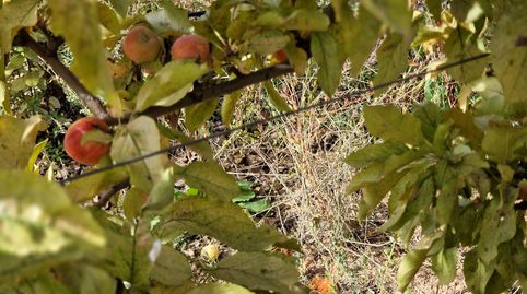 Finca ecológica en Cogollos Vega  2,5 hectáreas con casa, naves y producción agrícola, imatge 2