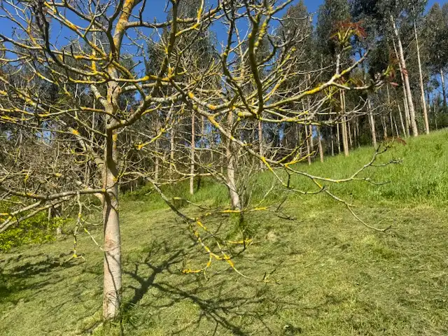 Jardí de Casa o xalet en venda en Castropol