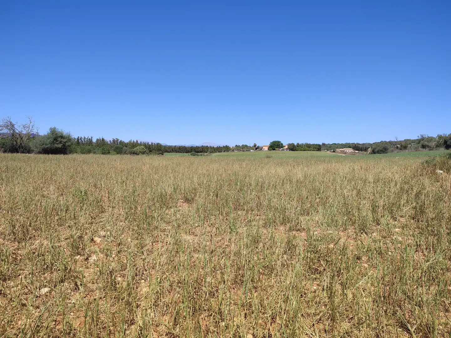 Rural land for sale in Vilafranca de Bonany, imagen 9