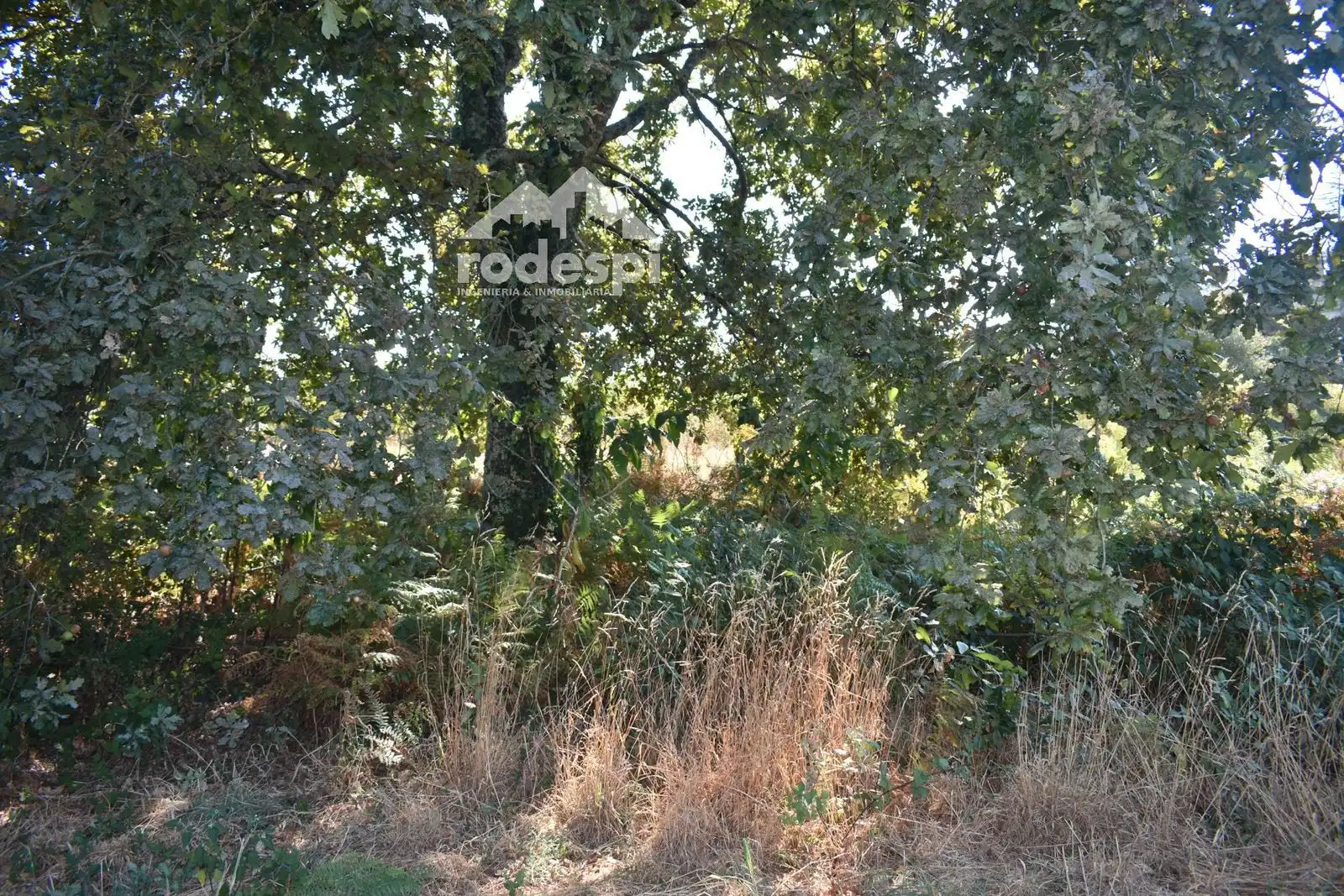 Terreny residencial en venda a Arbo, imagen 11