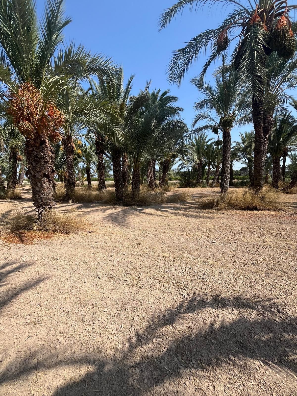 Land for sale in Elche / Elx