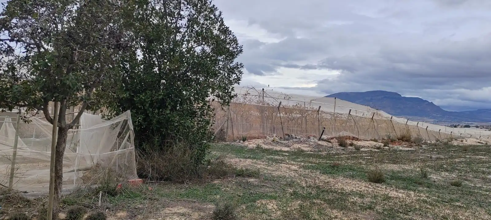 Rustikales Grundstück zum Verkauf in Monforte del Cid, imagen 3