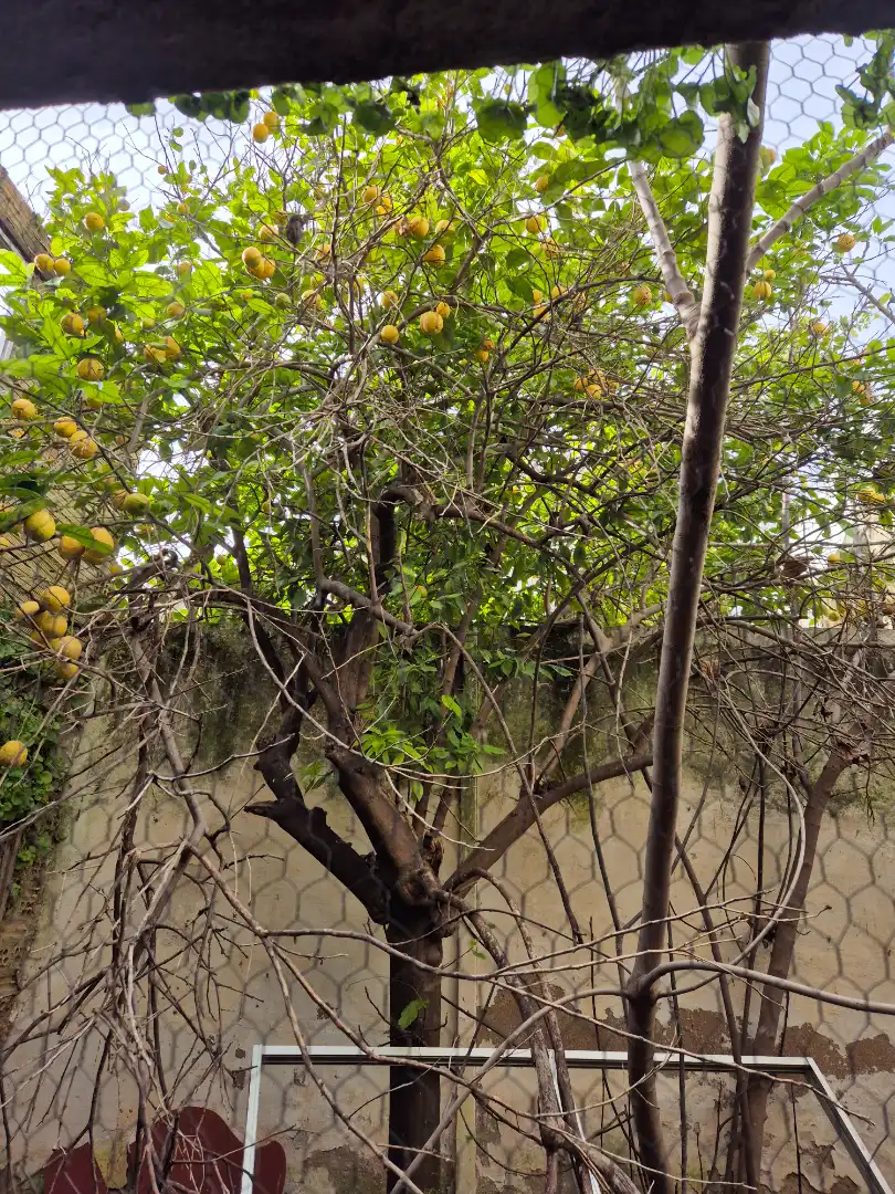 Garden of Houses for sale in Utrera