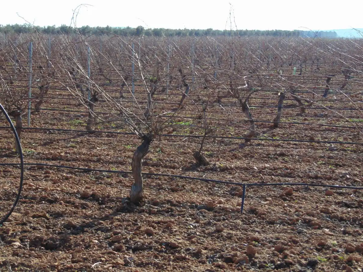 Rural land for sale in Valdepeñas, imagen 32