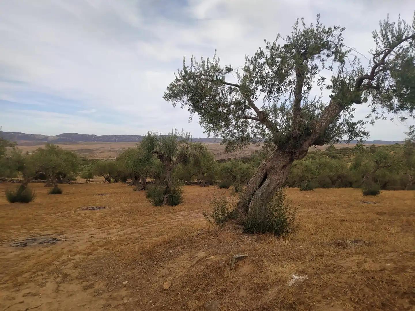 Terreni e lotti in vendita a Valencia de Alcántara, imagen 18