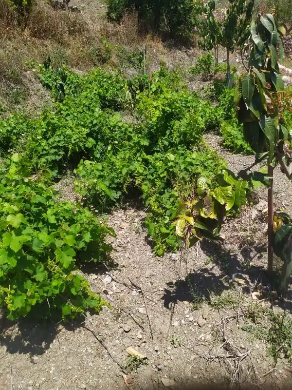 Rural land for sale in Camino de Peñones 11, imagen 5