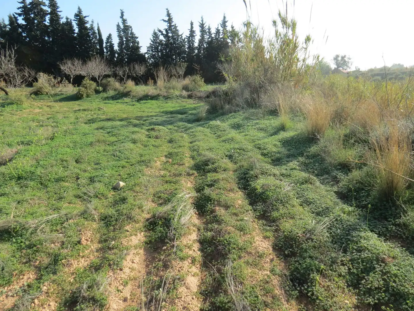 Terreni e lotti in vendita a Pedanías Oeste, imagen 3