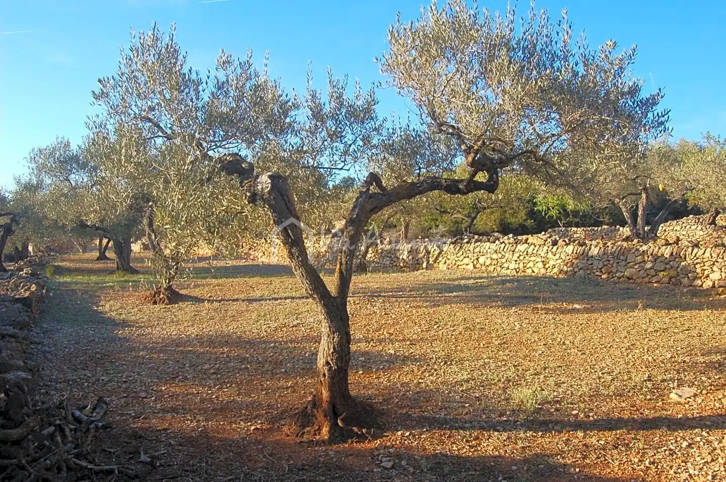 Terreno rustico in vendita a Burgà, imagen 5