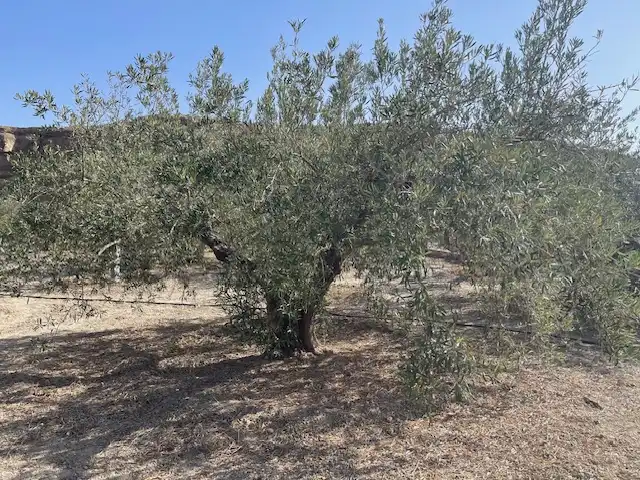 Land for sale in Pechina