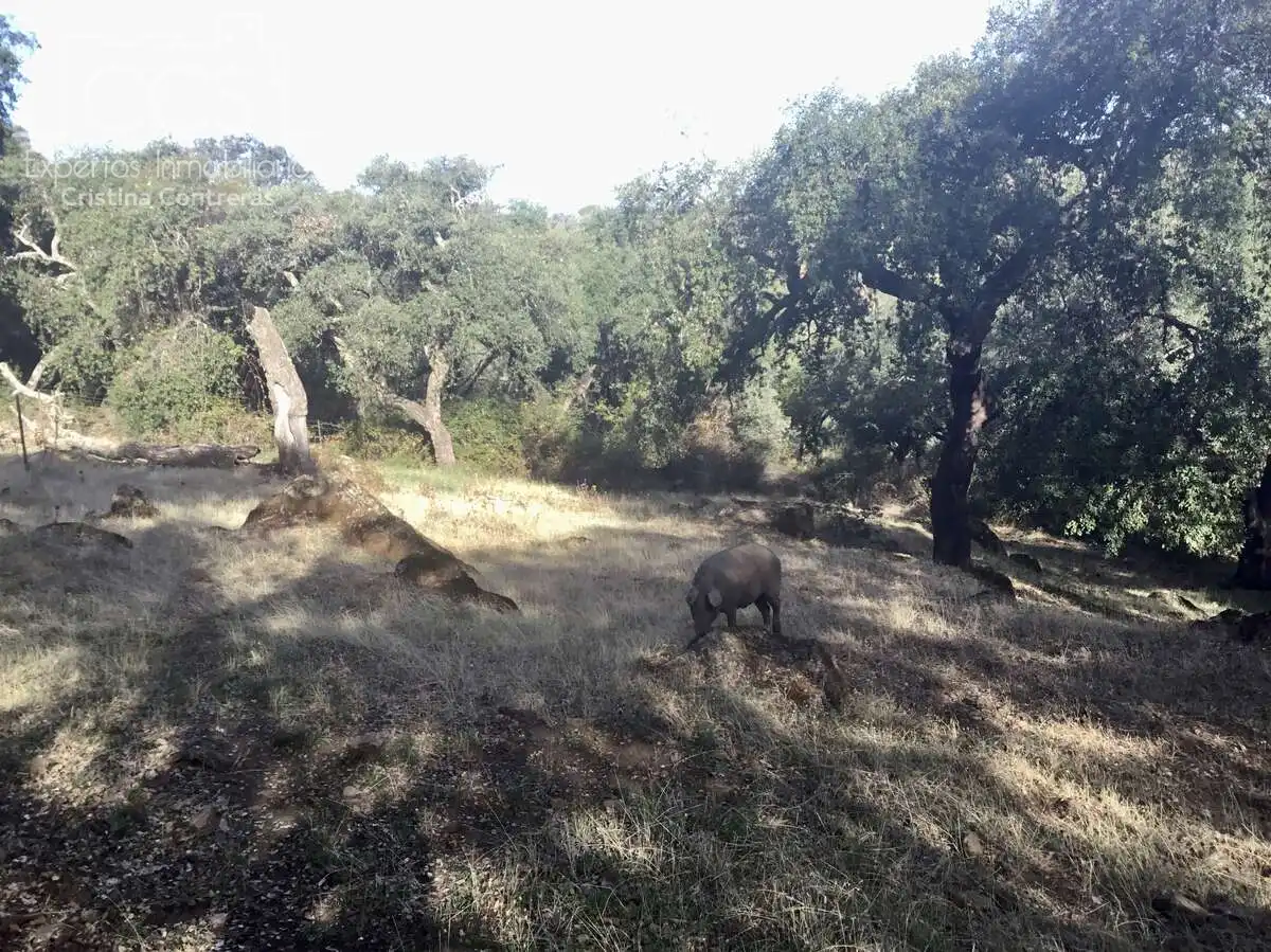 Terreni e lotti in vendita a Cazalla de la Sierra, imagen 4