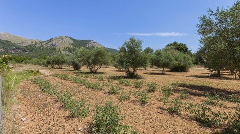 Foto 3 de Finca rústica en venta en Pollença Poble, Pollença