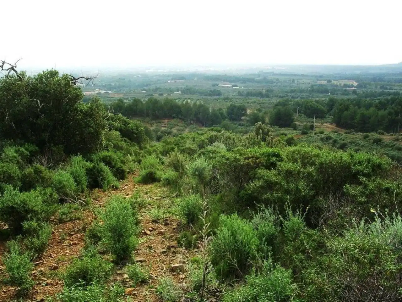 Terreno rustico in vendita a Calle MESTRAL, imagen 10